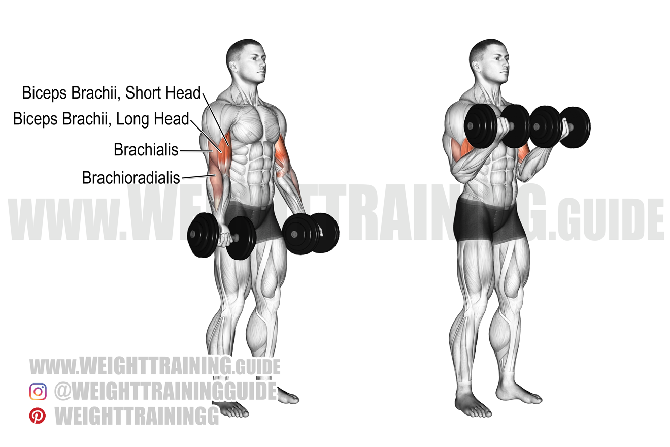 Dumbbell Exercises For Arms  Dumbbell workout, Exercise, Biceps