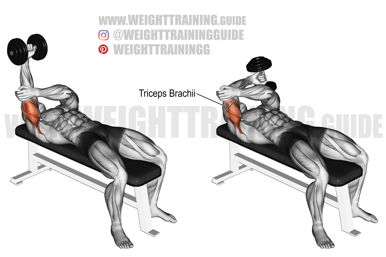 Weight Training Bodybuilding Exercise Poster - Triceps and Arm Muscles